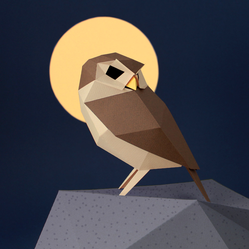 Athene Noctua - Image 7