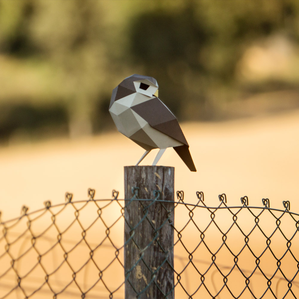 Athene Noctua - Image 6