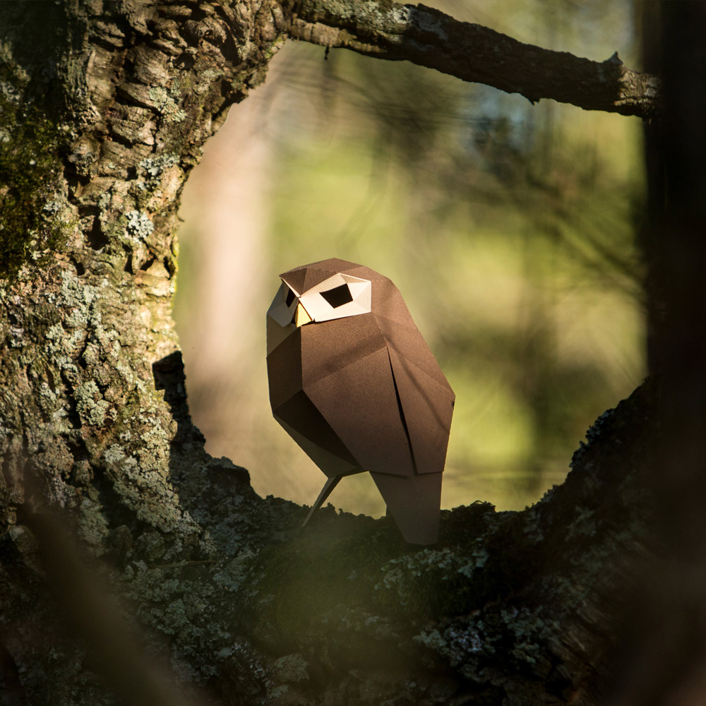 Athene Noctua - Image 5