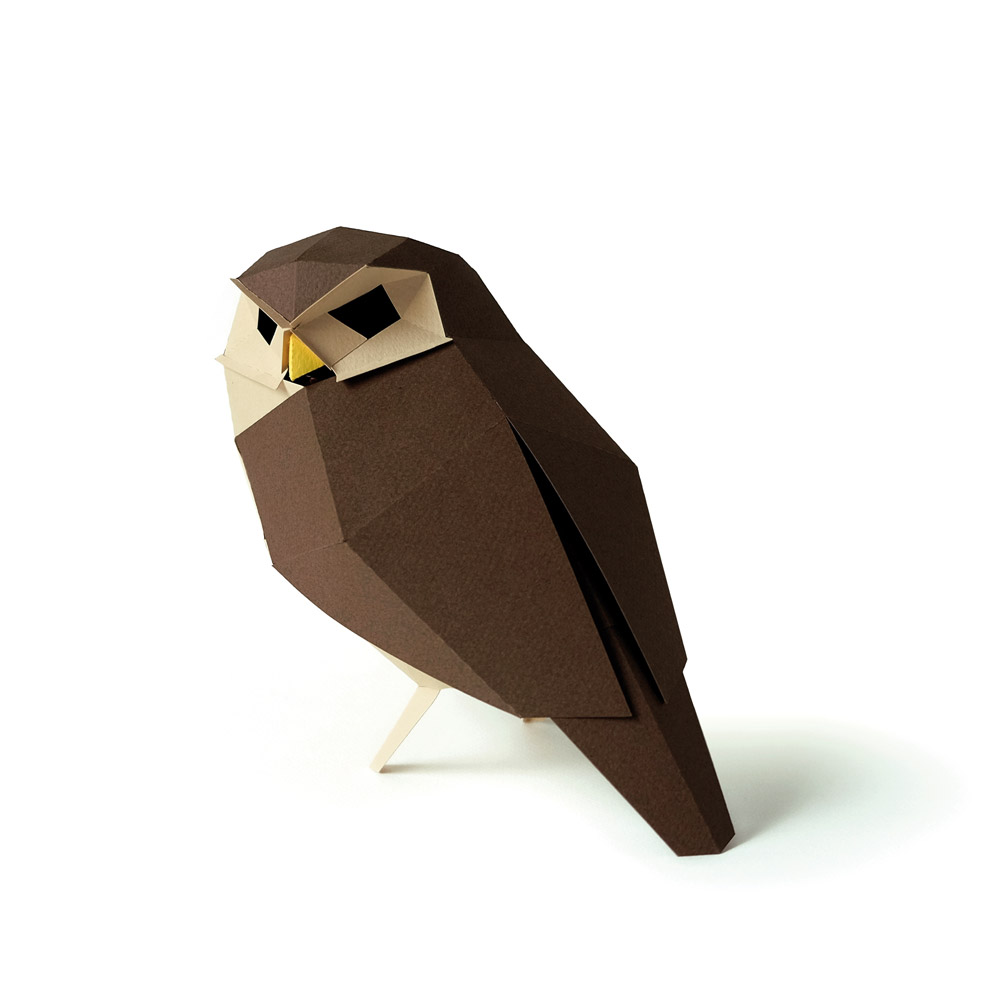 Athene Noctua - Image 3