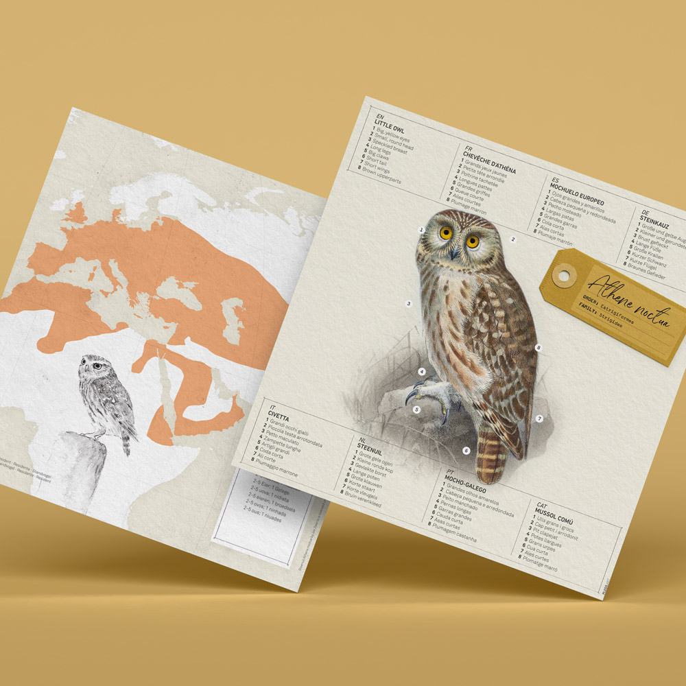 Athene Noctua - Image 8