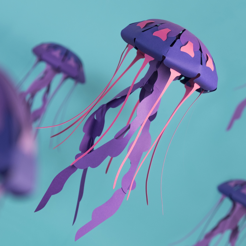 Chrysaora hysoscella – Image 4