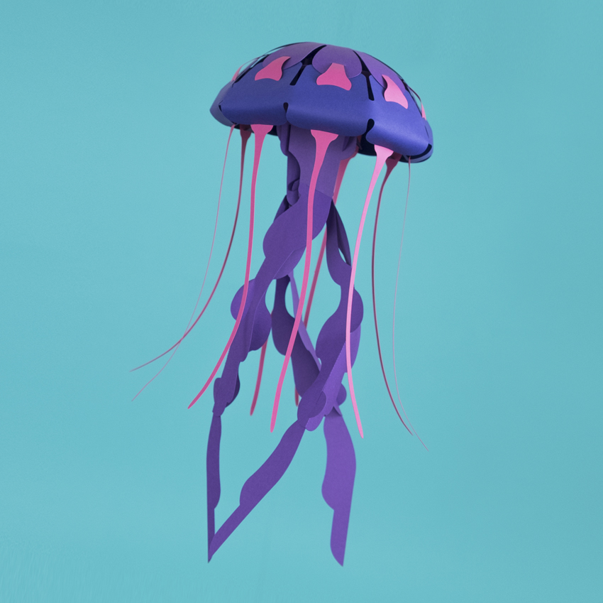 Chrysaora hysoscella – Image 7