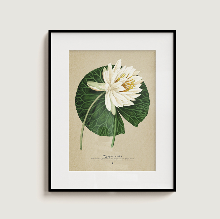 Nymphaea alba - Image 4