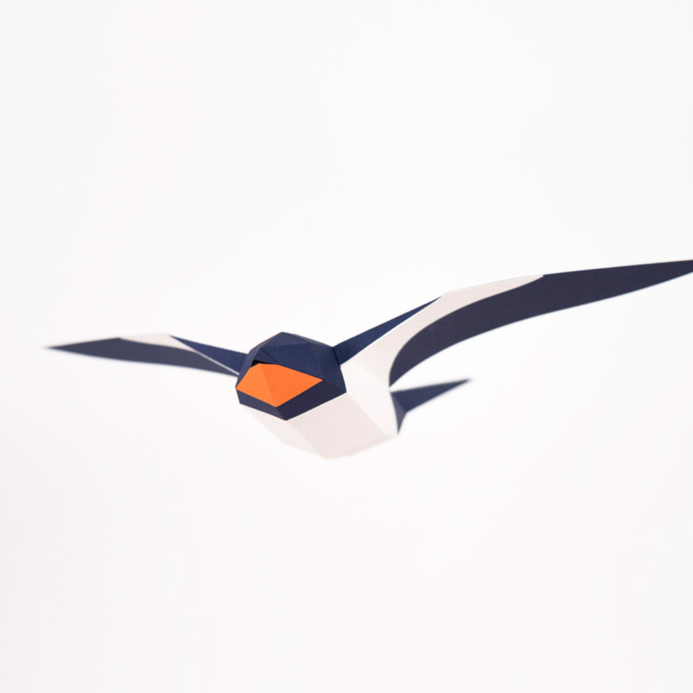 Hirundo Rustica - Imagen 4