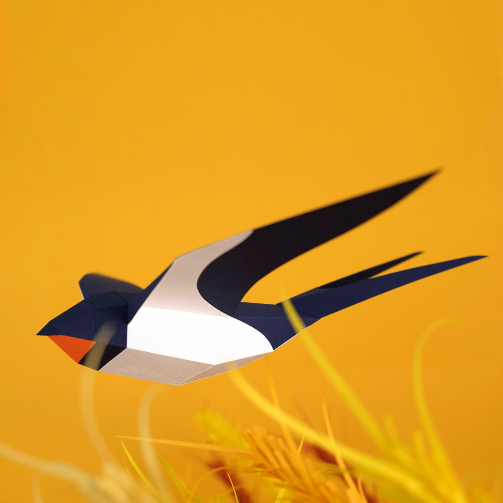 Hirundo Rustica - Imagen 5