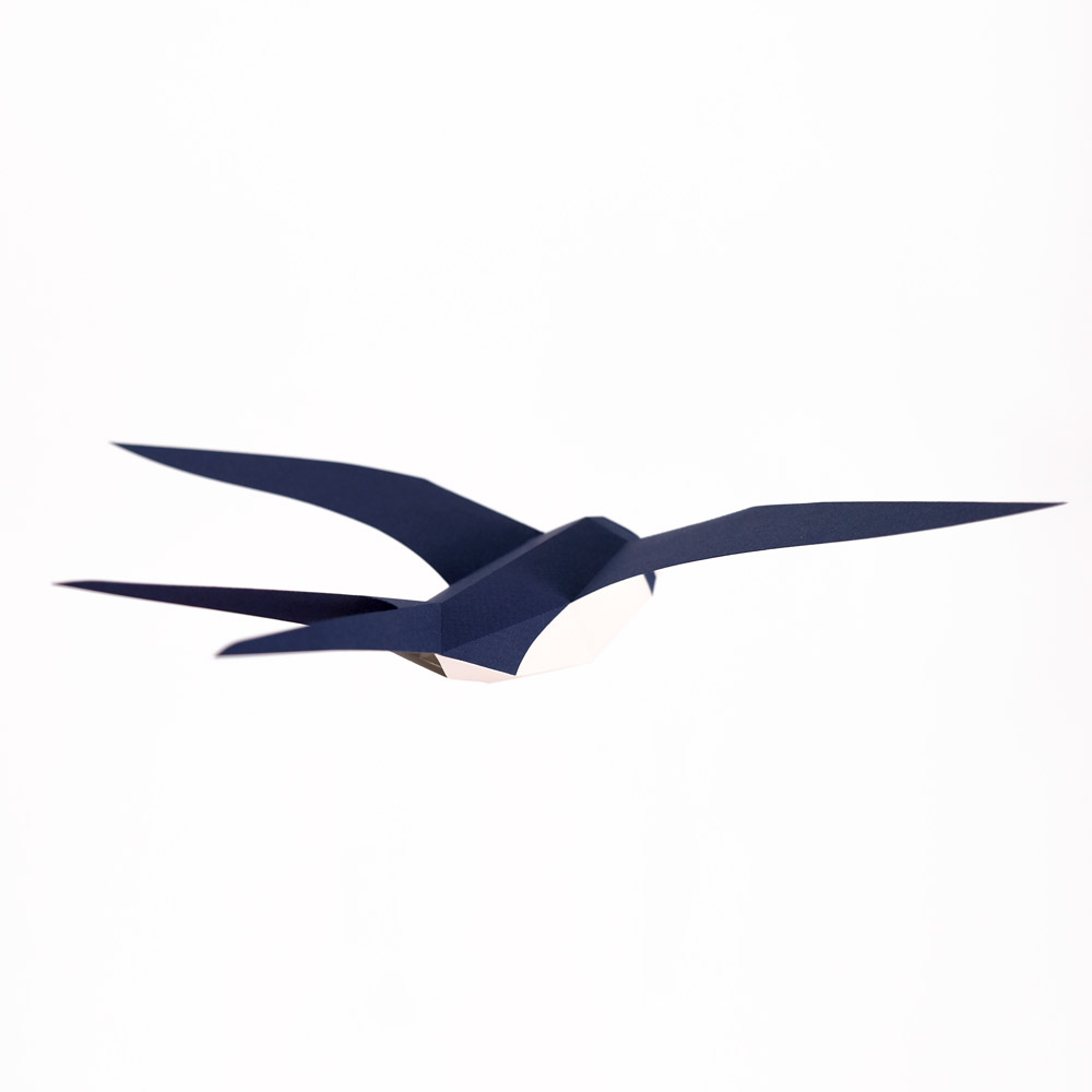 Hirundo Rustica - Imagen 6