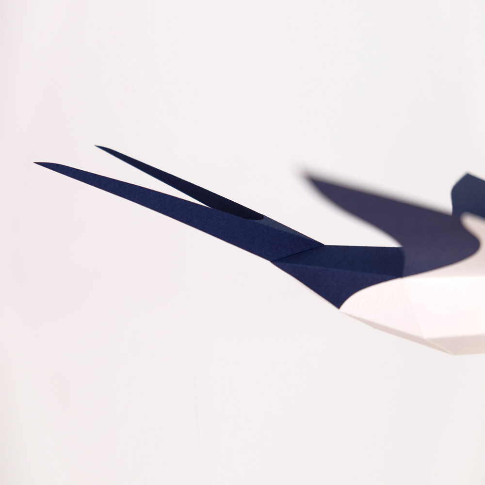Hirundo Rustica - Imagen 7
